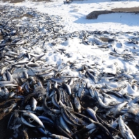 Sardines cover the shores of Tokoro in the city of Kitami on Thursday. | COURTESY OF YUKI MATSUI FROM THE OKHOTSK REGIONAL DEVELOPMENT BUREAU

